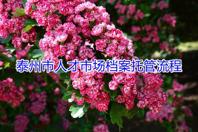 泰州市人才市场档案托管流程