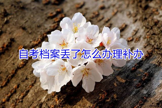 自考档案丢了怎么办理补办