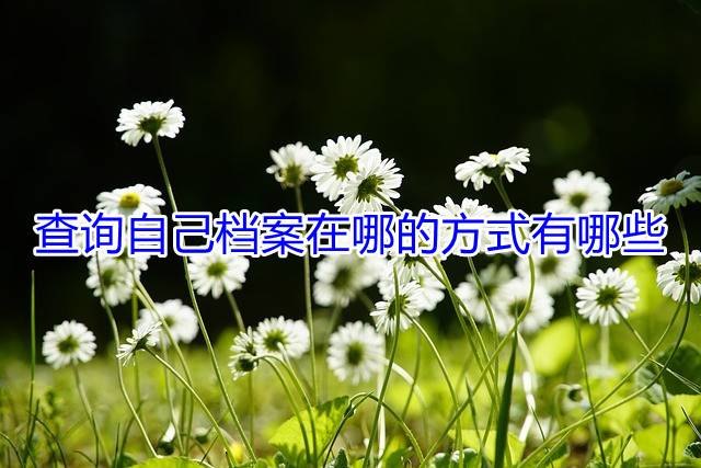 查询自己档案在哪的方式有哪些