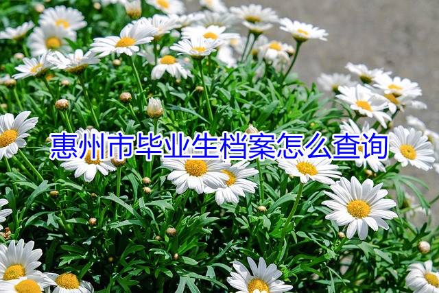 惠州市毕业生档案怎么查询