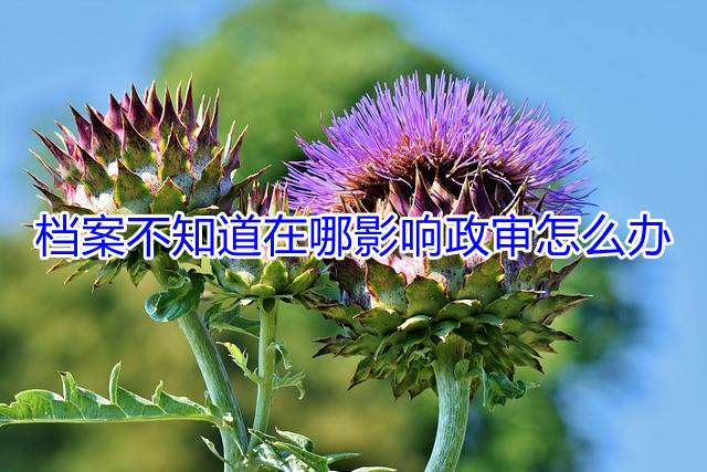 档案不知道在哪影响政审怎么办