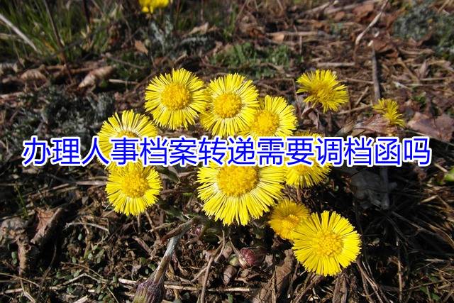 办理人事档案转递需要调档函吗