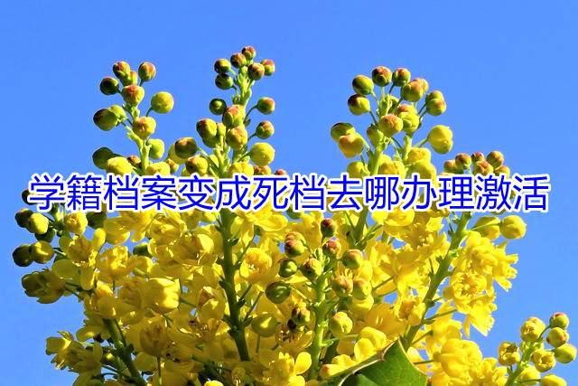 学籍档案变成死档去哪办理激活
