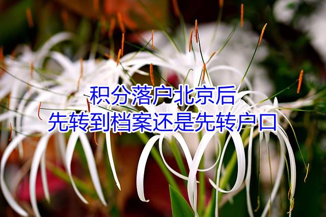 积分落户北京后先转到档案还是先转户口