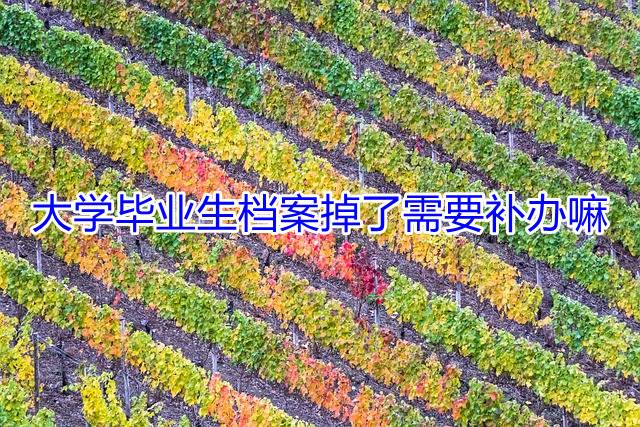 大学毕业生档案掉了需要补办嘛