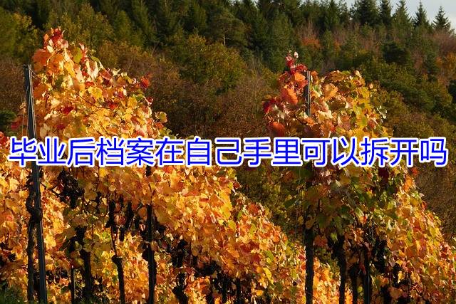 毕业后档案在自己手里可以拆开吗