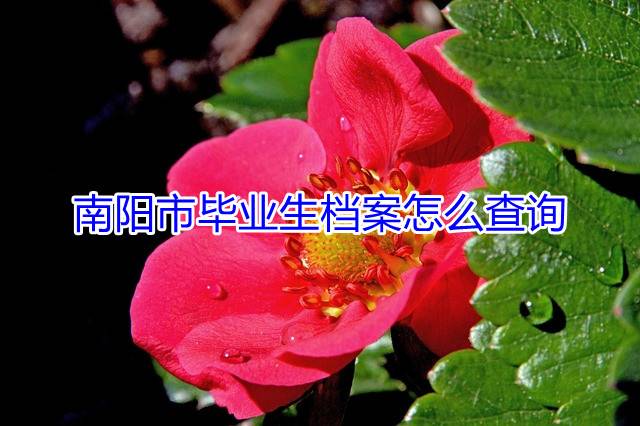 南阳市毕业生档案怎么查询