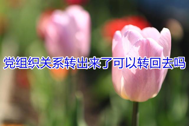 党组织关系转出来了可以转回去吗