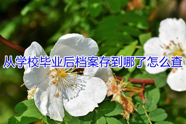 从学校毕业后档案存到哪了怎么查