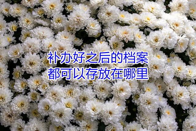 补办好之后的档案都可以存放在哪里