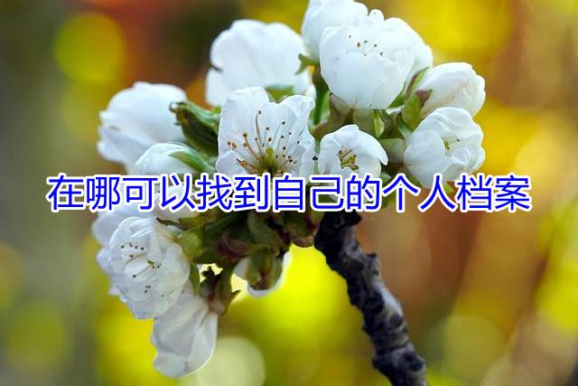 在哪可以找到自己的个人档案