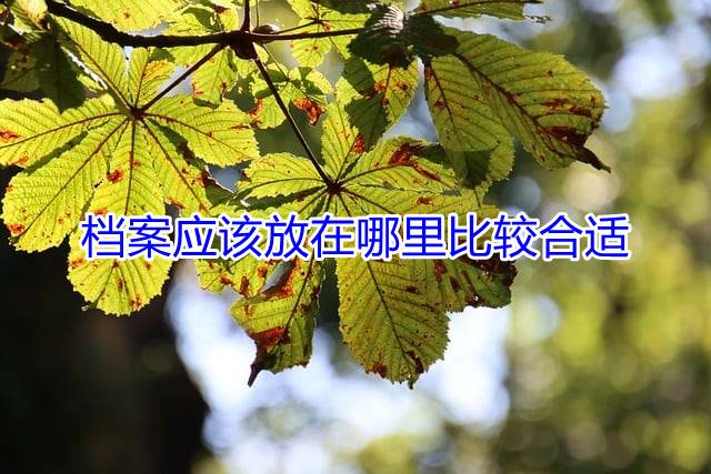 档案应该放在哪里比较合适
