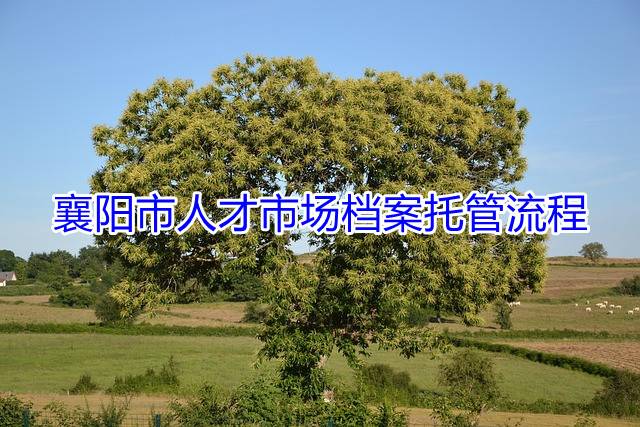 襄阳市人才市场档案托管流程