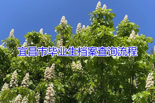 宜昌市毕业生档案查询流程