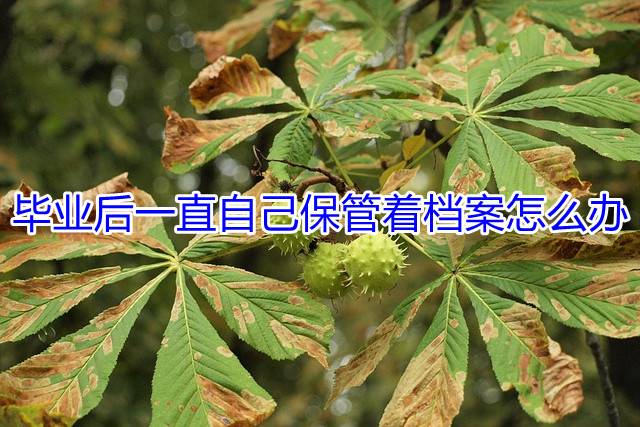 毕业后一直自己保管着档案怎么办