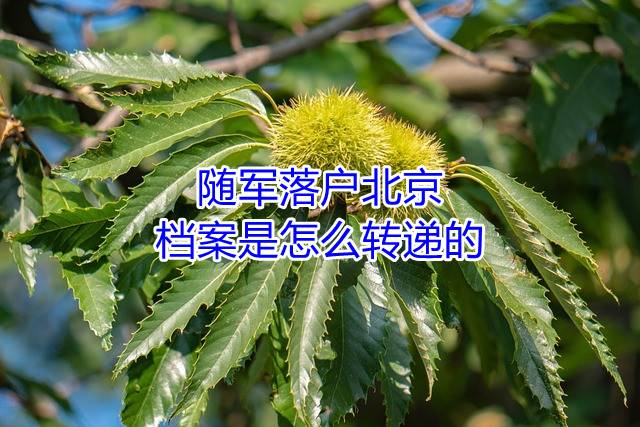 随军落户北京，档案是怎么转递的