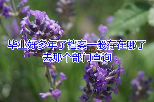毕业好多年了档案一般存在哪了，去那个部门查询