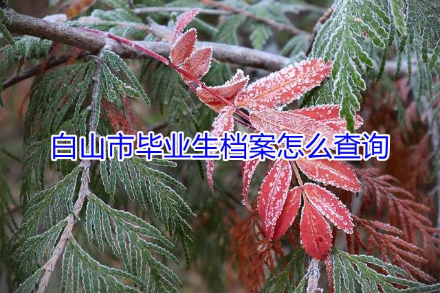 白山市毕业生档案怎么查询