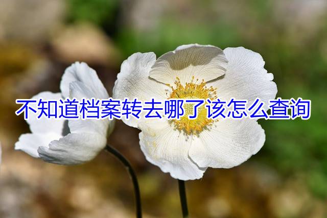 不知道档案转去哪了该怎么查询