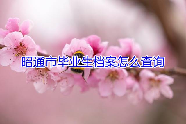 昭通市毕业生档案怎么查询