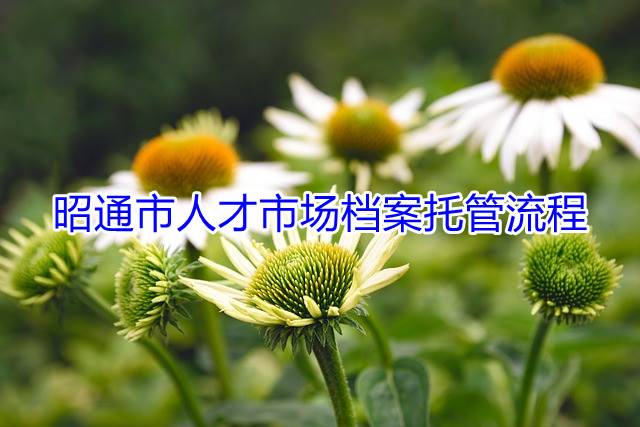 昭通市人才市场档案托管流程