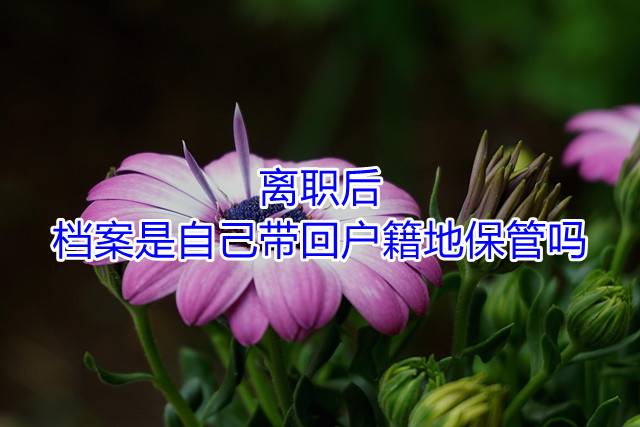 离职后档案是自己带回户籍地保管吗