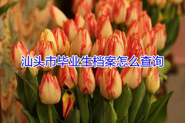 汕头市毕业生档案怎么查询
