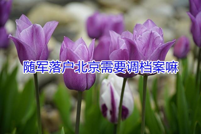 随军落户北京需要调档案嘛