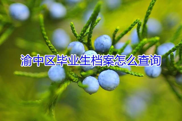 渝中区毕业生档案怎么查询
