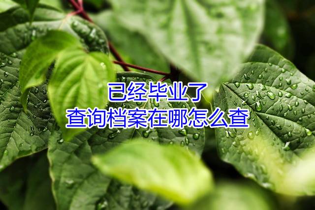已经毕业了，查询档案在哪怎么查