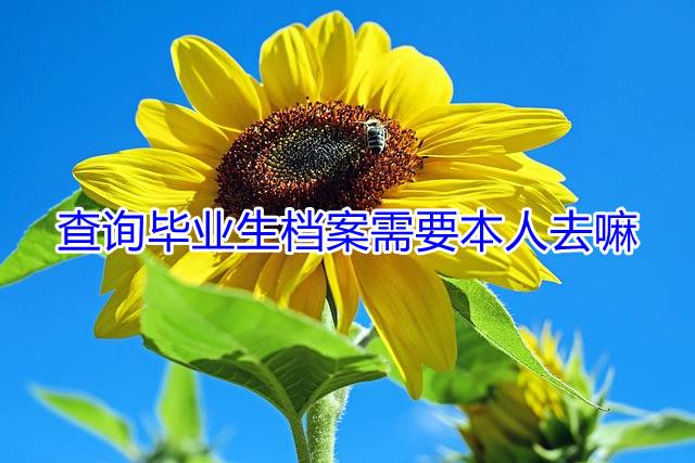 查询毕业生档案需要本人去嘛