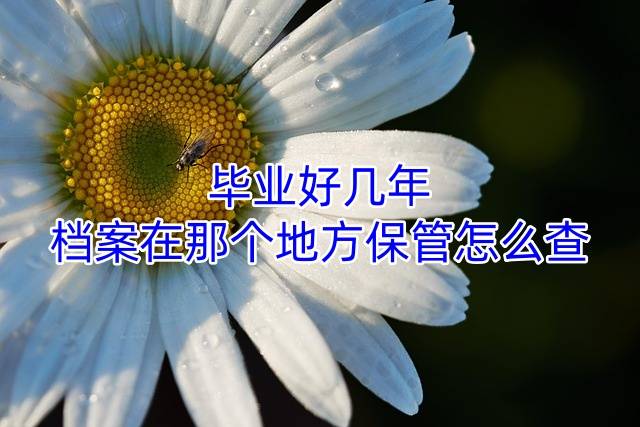 毕业好几年档案在那个地方保管怎么查