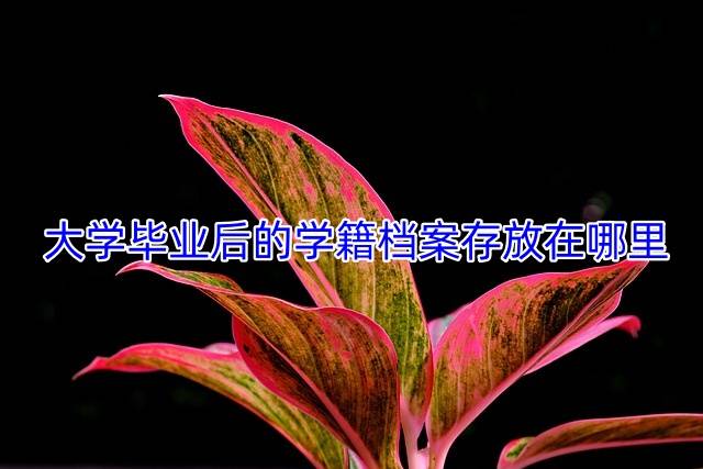 大学毕业后的学籍档案存放在哪里