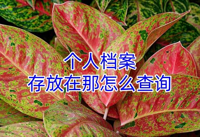 个人档案存放在那怎么查询
