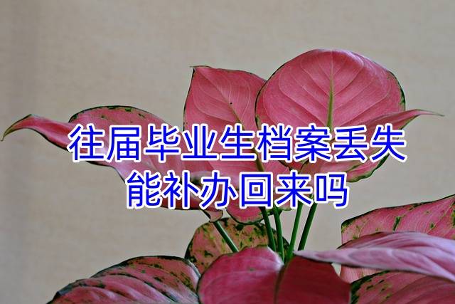 往届毕业生档案丢失，能补办回来吗