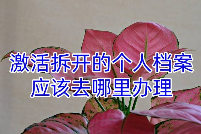 激活拆开的个人档案应该去哪里办理