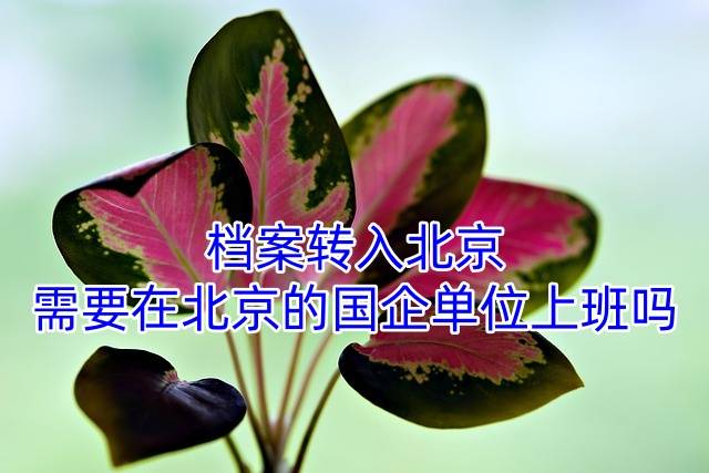 档案转入北京需要在北京的国企单位上班吗
