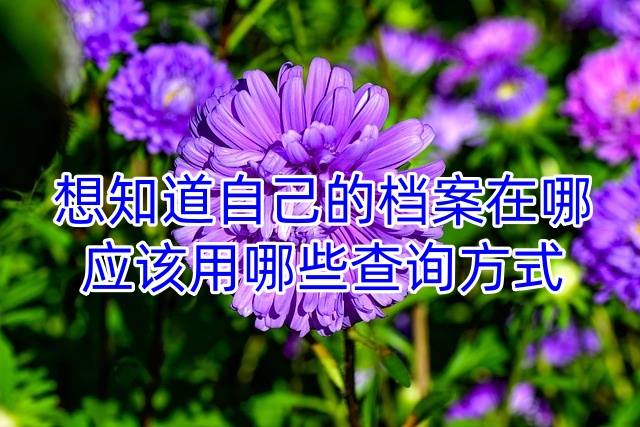想知道自己的档案在哪，应该用哪些查询方式