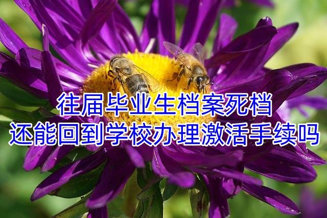 往届毕业生档案死档还能回到学校办理激活手续吗