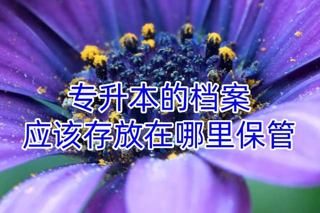 专升本的档案应该存放在哪里保管