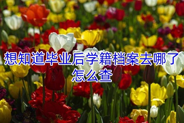 想知道毕业后学籍档案去哪了怎么查