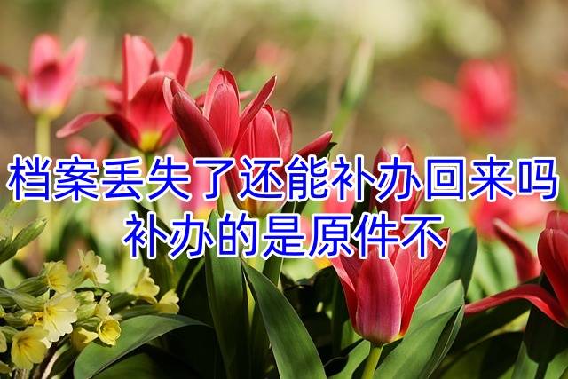 档案丢失了还能补办回来吗，补办的是原件不