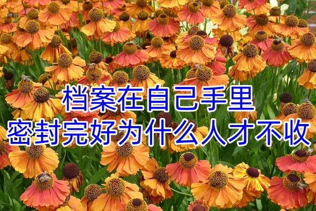 档案在自己手里密封完好为什么人才不收
