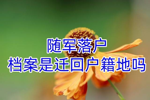 随军落户档案是迁回户籍地吗