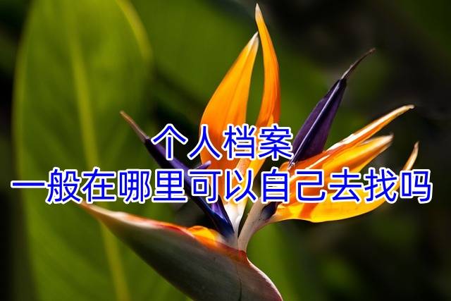 个人档案一般在哪里可以自己去找吗