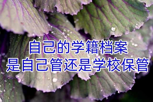 自己的学籍档案是自己管还是学校保管