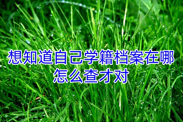 想知道自己学籍档案在哪，怎么查才对