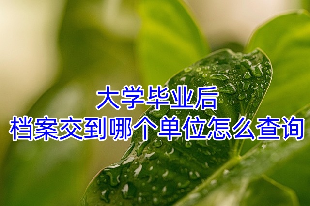 大学毕业后档案交到哪个单位怎么查询