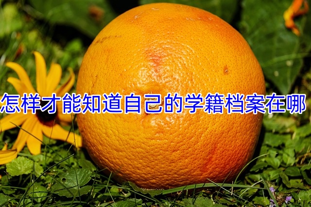 怎样才能知道自己的学籍档案在哪