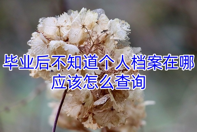 毕业后不知道个人档案在哪应该怎么查询